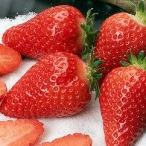 Саженцы Клубника Королева Элиза (Не ремонтантная/Ранняя)