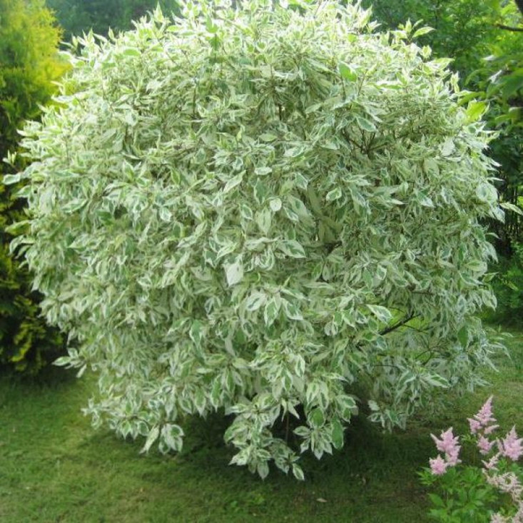 Дерен Элегантиссима - красота и уход Дерен Элегантиссима - красота и уход