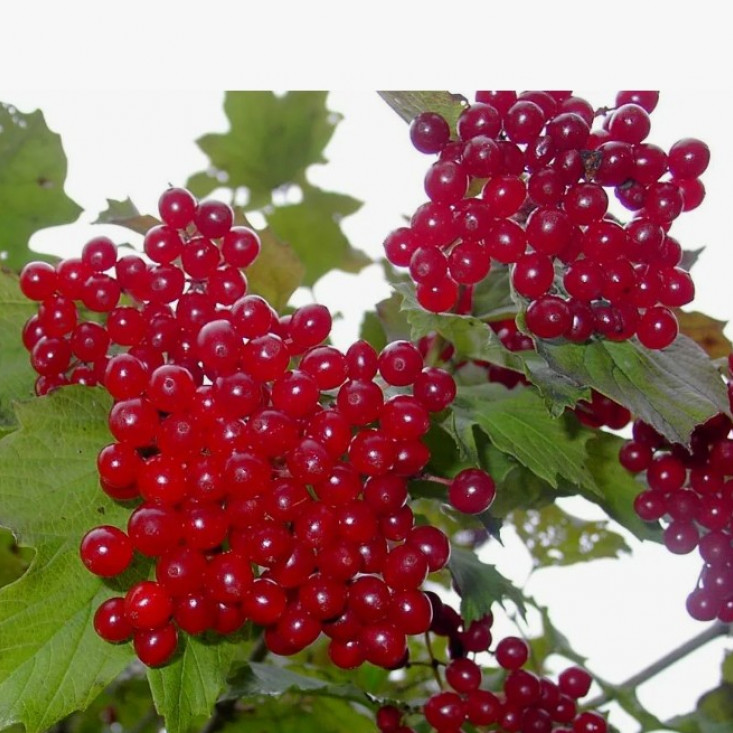 Калина Мария Калина Мария