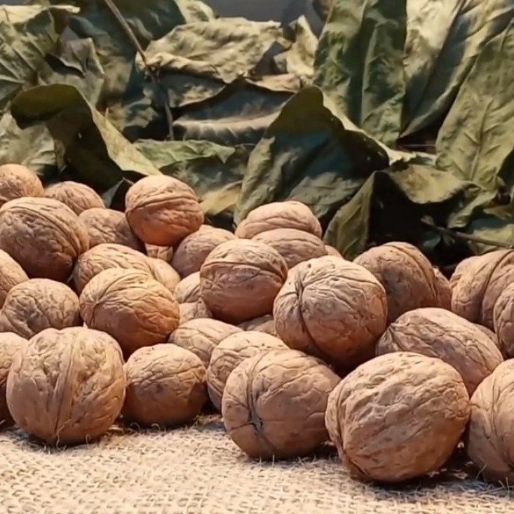 Грецкий орех Великан - натуральный и полезный продукт Грецкий орех Великан - натуральный и полезный продукт